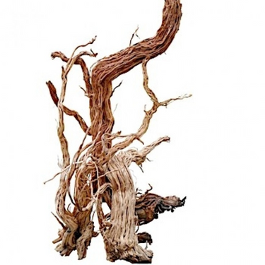 Azalea Wood-S Shape / 110-120CM / PC